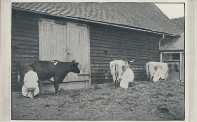 Melkende kyr, 1910 av Pictorial Agency