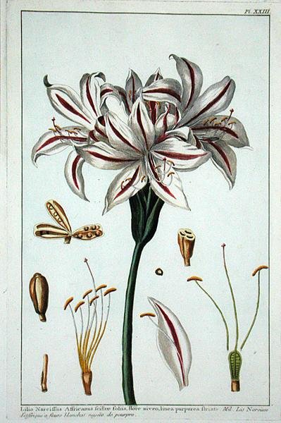 Lilius Narciffus Africanus fra 