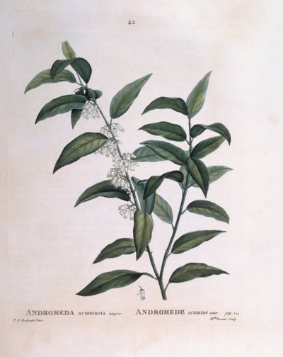 Andromeda acuminata Henry Louis Duhamel du Monceau, botanisk plate av Pierre Joseph Redouté av Pierre Joseph Redouté