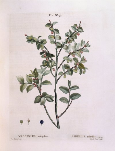 Blåbær (Vaccinium myrtillus), Henry Louis Duhamel du Monceau, botanisk tallerken av Pierre Joseph Redouté av Pierre Joseph Redouté