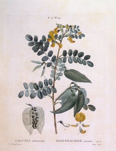 Blære Senna (Colutea arborescence), Henry Louis Duhamel du Monceau, botanisk plate av Pierre Joseph Redouté av Pierre Joseph Redouté