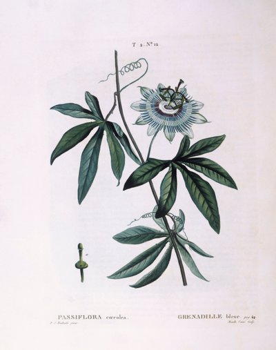 Blå pasjonsblomst (Passiflora caerulea), Henry Louis Duhamel du Monceau, botanisk tallerken av Pierre Joseph Redouté av Pierre Joseph Redouté
