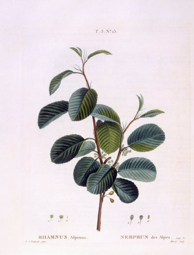 Tindved (Rhamnus alpinus), Henry Louis Duhamel du Monceau, botanisk plate av Peter Joseph Redouté av Pierre Joseph Redouté