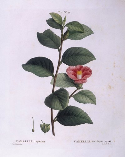 Camellia (Camellia japonica), Henry Louis Duhamel du Monceau, botanisk plate av Pierre Joseph Redouté av Pierre Joseph Redouté