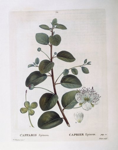Caper (Capparis spinosa), Henry Louis Duhamel du Monceau, botanisk tallerken av Pierre Joseph Redouté av Pierre Joseph Redouté