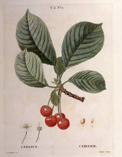 Kirsebær (Cerasus), Henry Louis Duhamel du Monceau, botanisk tallerken av Pierre Joseph Redouté av Pierre Joseph Redouté