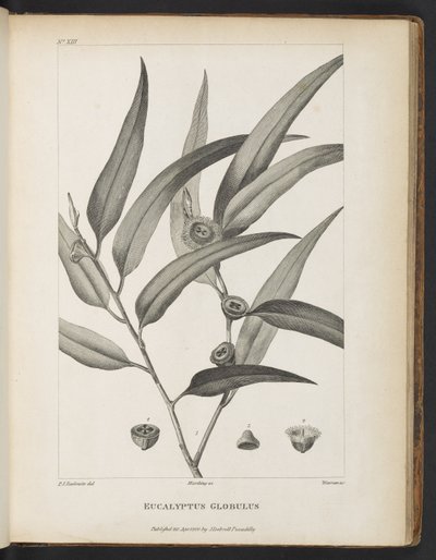 Eucalyptus Globulus fra "En beretning om en reise på jakt etter La Perouse" av Jacques-Julien Houtou de La Billardière av Pierre Joseph Redouté