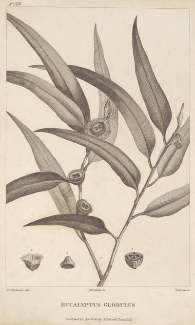 Eucalyptus Globulus fra "En beretning om en reise på leting etter La Perouse" av Jacques-Julien Houtou de La Billardière av Pierre Joseph Redouté