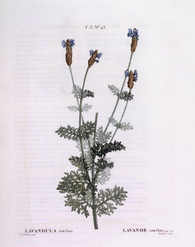 Fransk lavendel (Lavandula stoechas), Henry Louis Duhamel du Monceau, botanisk tallerken av Pierre Joseph Redouté av Pierre Joseph Redouté