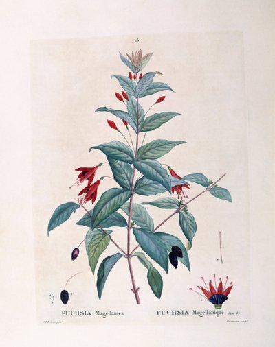 Fuchsia (Fuchsia magellanica), Henry Louis Duhamel du Monceau, botanisk plate av Pierre Joseph Redouté av Pierre Joseph Redouté