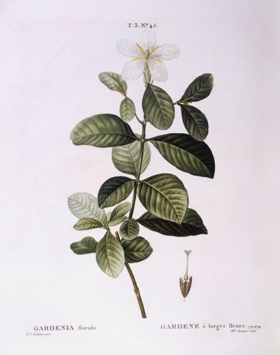 Gardenia (Gardenia florida), Henry Louis Duhamel du Monceau, botanical plate by Pierre Joseph Redouté   1123688   no       norwegian Successfully Translated  Original: A Bog with Peat Cutters. Høsterkøb, North Zealand Translat: A Bog with Peat Cutters. Høs av Pierre Joseph Redouté