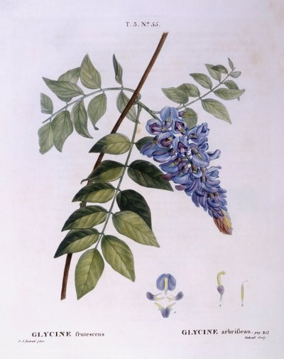 Wisteria (Glycine frutescens), Henry Louis Duhamel du Monceau, botanisk plate av Pierre Joseph Redouté av Pierre Joseph Redouté