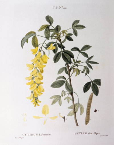 Golden Chain (Cytisus laburnum), Henry Louis Duhamel du Monceau, botanisk plate av Pierre Joseph Redouté av Pierre Joseph Redouté
