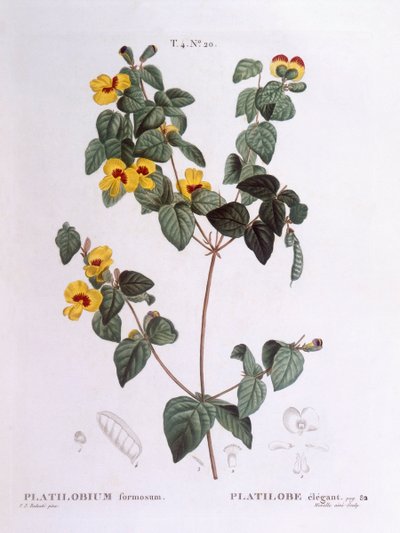 Kjekk flat ert (Platylobium formosum), Henry Louis Duhamel du Monceau, botanisk tallerken av Pierre Joseph Redouté av Pierre Joseph Redouté