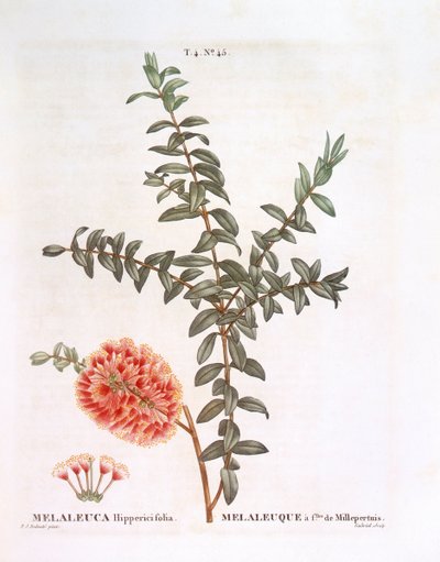 Hillock bush (Melaleuca hypericifolia), Henry Louis Duhamel du Monceau, botanisk plate av Pierre Joseph Redouté av Pierre Joseph Redouté