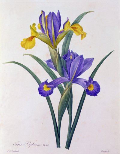 Iris Xiphium (farget gravering) av Pierre Joseph Redouté