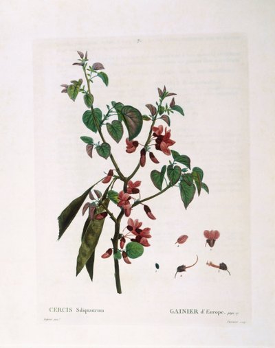 Judas Tree (Cercis siliquastrum), Henry Louis Duhamel du Monceau, botanisk plate av Pierre Joseph Redouté av Pierre Joseph Redouté