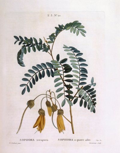 Kowhai (Sophora tetraptera eller Edwardsia grandiflora), Henry Louis Duhamel du Monceau, botanisk plate av Pierre Joseph Redouté av Pierre Joseph Redouté