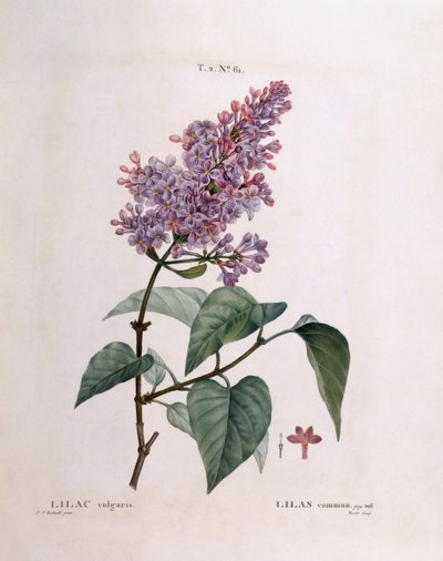 Syrin (Syringa vulgaris), Henry Louis Duhamel du Monceau, botanisk plate av Pierre Joseph Redouté av Pierre Joseph Redouté