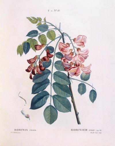 Locust (Robinia rosea), Henry Louis Duhamel du Monceau, botanisk tallerken av Pierre Joseph Redouté av Pierre Joseph Redouté