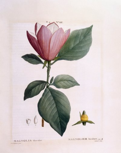 Magnolia (Magnolia misfarget), Henry Louis Duhamel du Monceau, botanisk plate av Pierre Joseph Redouté av Pierre Joseph Redouté
