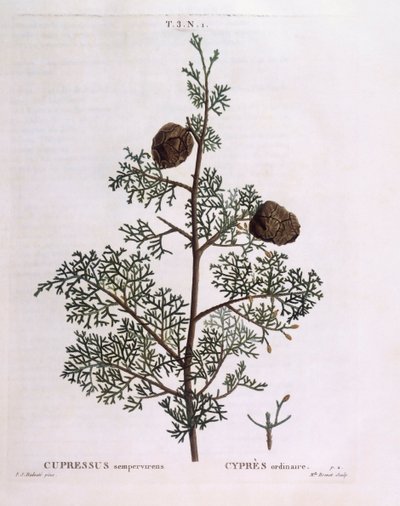 Middelhavssypress (Cupressus sempervirens), Henry Louis Duhamel du Monceau, botanisk plate av Pierre Joseph Redouté av Pierre Joseph Redouté