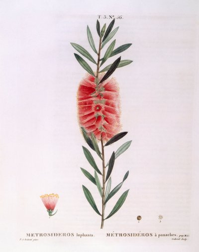 Metrosideros Lophanta Henry Louis Duhamel du Monceau, botanisk plate av Pierre Joseph Redouté av Pierre Joseph Redouté