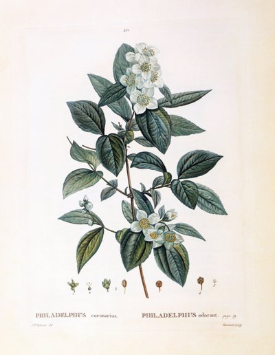 Mock orange (Philadelphus coronarius), Henry Louis Duhamel du Monceau, botanisk tallerken av Pierre Joseph Redouté av Pierre Joseph Redouté