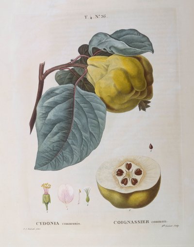 Quince (Cydonia communis), Henry Louis Duhamel du Monceau, botanisk plate av Pierre Joseph Redouté av Pierre Joseph Redouté
