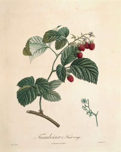 Bringebær av Pierre Joseph Redoute (1759-1840) av Pierre Joseph Redouté