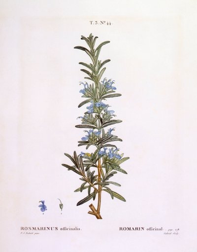 Rosemary (Rosmarinus officinalis), Henry Louis Duhamel du Monceau, botanical plate by Pierre Joseph Redouté   1119539   no       norwegian Successfully Translated  Original: Hond bijt in de poot van een fazant Translat: Hond bijt in de poot van een fazant  av Pierre Joseph Redouté