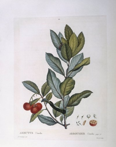 Jordbærtre (Arbutus unedo), Henry Louis Duhamel du Monceau, botanisk tallerken av Pierre Joseph Redouté av Pierre Joseph Redouté