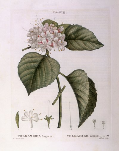 Volkameria fragrans Henry Louis Duhamel du Monceau, botanisk tallerken av Pierre Joseph Redouté av Pierre Joseph Redouté