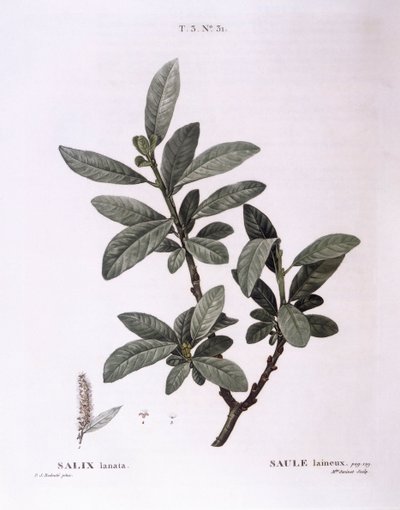 Willow (Salix lanata), Henry Louis Duhamel du Monceau, botanisk plate av Pierre Joseph Redouté av Pierre Joseph Redouté