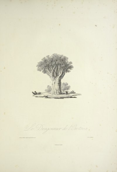 The Dragon Tree of Orotava, gravert av Bouquet, illustrasjon fra 