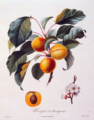 Frukter og blomster av aprikos Albergier De Montgamet, ca 1846, farget gravering av Pierre-Antoine Poiteau fra Pomolgie Francais, Frankrike av Pierre Antoine (after) Poiteau