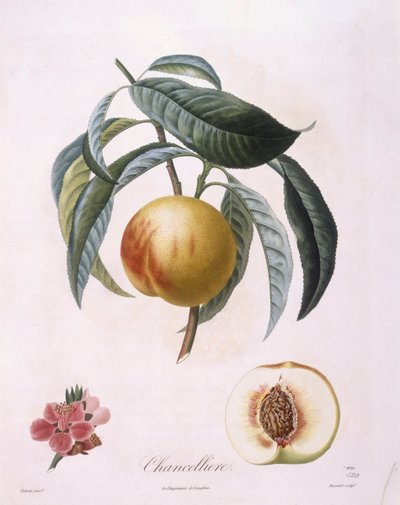 Fersken "Chancelliere" Henry Louis Duhamel du Monceau, botanisk tallerken av Pierre Antoine Poiteau av Pierre Antoine (after) Poiteau