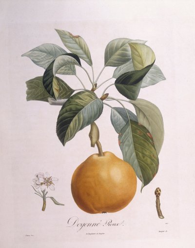 Pære "Doyenné roux" Henry Louis Duhamel du Monceau, botanisk plate av Pierre Antoine Poiteau av Pierre Antoine (after) Poiteau