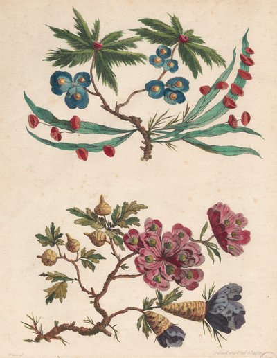To sprøyter med imaginære blomster av Pierre Charles Canot