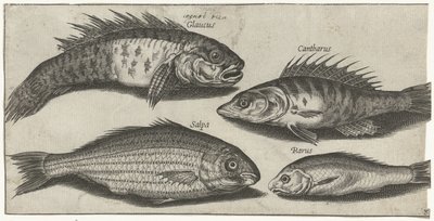 Bockfish, abbor, kutling og en ukjent fisk Fiske (serietittel) Piscivm vivae-ikoner (serietittel) av Pierre Firens