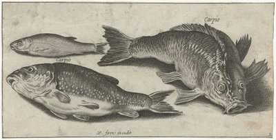 Tre karper Fiske (serietittel) Piscium vivae-ikoner (serietittel) av Pierre Firens