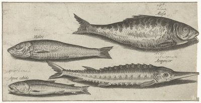 Shad, stør, smelte og en sild Fiske (serietittel) Piscium vivae-ikoner (serietittel) av Pierre Firens
