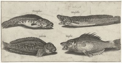 Gaffeltorsk, havabbor, hornblenny og en svart fisk Fiske (serietittel) Piscivm vivae-ikoner (serietittel) av Pierre Firens