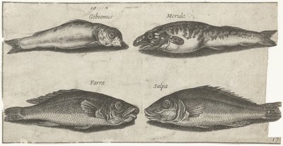 Kutling, bogo, hvitting og en annen fisk Fiske (serietittel) Piscivm vivae-ikoner (serietittel) av Pierre Firens