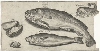 Torsk, hvitting, en delfin og skjell Fiske (serietittel) Piscium vivae-ikoner (serietittel) av Pierre Firens