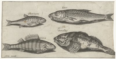 Karpe, ørekyte, steinbit og en abbor Fiske (serietittel) Piscium vivae-ikoner (serietittel) av Pierre Firens