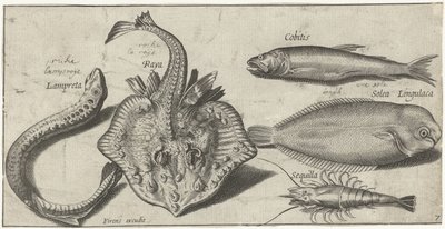 Rokke, sjølamprey, reker og to andre fisker Fiske (serietittel) Piscivm vivae-ikoner (serietittel) av Pierre Firens
