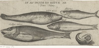 Brisling, karpe, multe, liten torsk og et skjell Fiske (serietittel) Piscivm vivae-ikoner (serietittel på objekt) av Pierre Firens