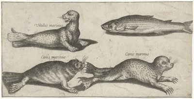 To sel, en sjøløve og en multe Fiske (serietittel) Piscivm vivae-ikoner (serietittel) av Pierre Firens
