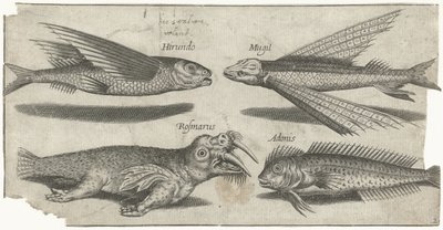 Flyvende grynt, klump, blenny og en hvalross Fiske (serietittel) Piscivm vivae-ikoner (serietittel) av Pierre Firens